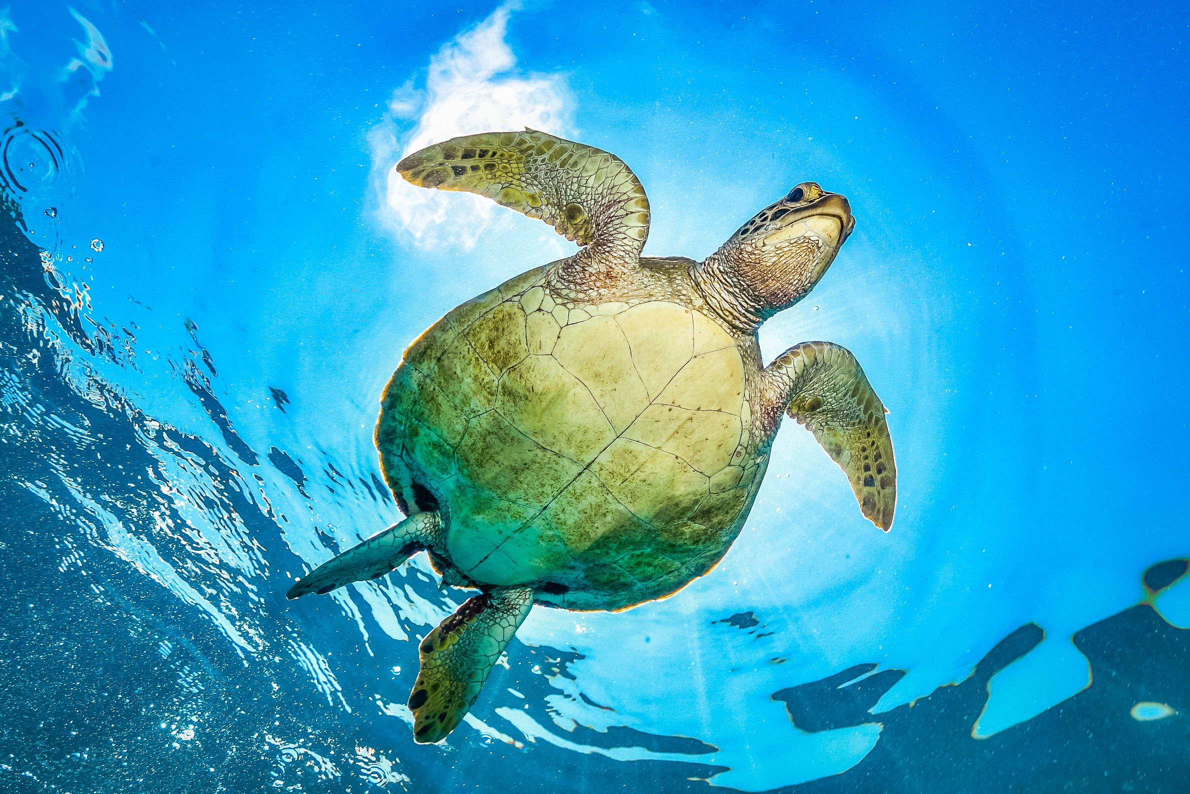 Nager avec les tortues en Martinique : conseils et lieux à privilégier